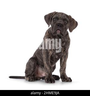 Cute brindle Cane Corso dog puppy, sitting up facing front. Looking towards camera with light eyes. Mouthclosed. isolated on a white background. Stock Photo