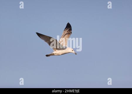 Caspian Gull (Larus cachinnans) immature flying, Hortobagy, Hungary, January Stock Photo