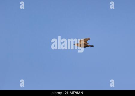 Common Starling (Sturnus vulgaris) juvenile flying, Suffolk, England, July Stock Photo