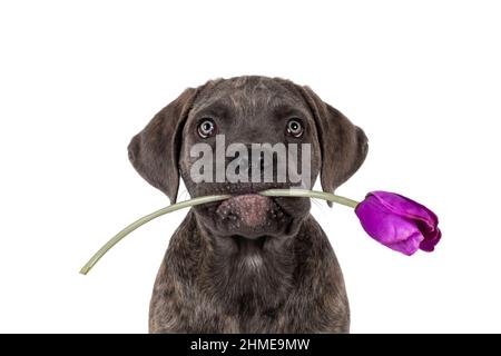 Head shot of cute brindle Cane Corso dog puppy, sitting up facing front. Looking towards camera with light eyes. Holding purple fake tulip in mouth. I Stock Photo