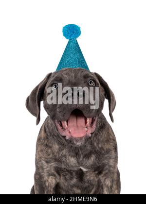 Head shot of cute brindle Cane Corso dog puppy, sitting up facing front. Looking towards camera with light eyes. Wearing blue glitter party hat. Isola Stock Photo