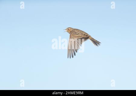 Skylark (Alauda arvensis) adult male singing in flight, Suffolk, England, January Stock Photo