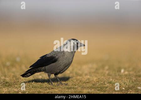 Eurasian Jackdaw (Corvus monedula) adult standing on grass, Hortobagy, Hungary, January Stock Photo