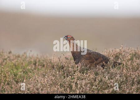 Red Grouse (Lagopus lagopus scoticus) adult male standing on moorland, Yorkshire, England, November Stock Photo