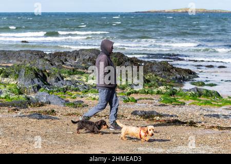 Man walking his dogs on Rhosneigr beach on the Anglesey coast, Anglesey, Wales, UK Stock Photo