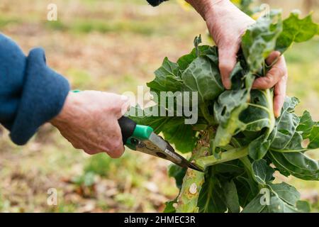 Gardener harvesting Brussels sprouts tops in late winter. Stock Photo
