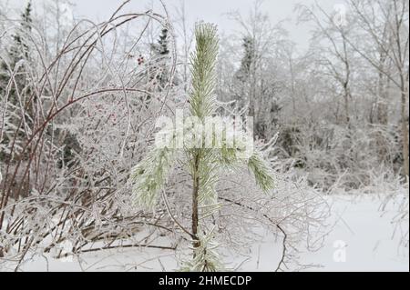 A small pine tree covered with ice in tne forest Stock Photo
