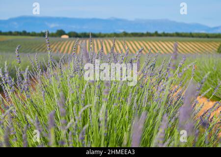 Huge Field of rows of lavender in France, Valensole, Cote Dazur-Alps-Provence, purple flowers, green stems, combed beds with perfume base, panorama Stock Photo