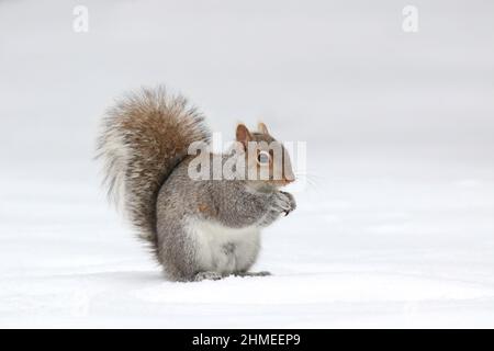 Eastern Gray Squirrel Sciurus carolinensis out looking for food on a snowy day  in winter Stock Photo