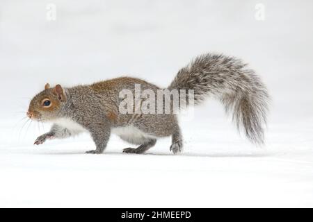 Eastern Gray Squirrel Sciurus carolinensis out looking for food on a snowy day  in winter Stock Photo