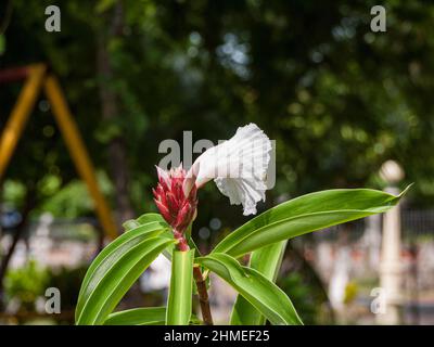Cheilocostus speciosus, or crepe ginger, is native to southeast Asia, now a common garden plant in the tropics. Hellenia speciosa is anoher name. Stock Photo