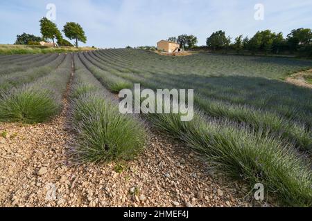 Huge Field of rows of lavender in France, Valensole, Cote Dazur-Alps-Provence, purple flowers, green stems, combed beds with perfume base, panorama Stock Photo