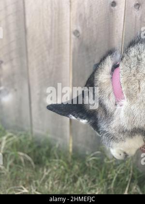 Selective focus shot of the ear of a Husky wearing a pink collar by the wooden fence Stock Photo