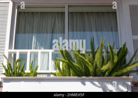 Exterior sunny white shuttered window with green ferns in window box Stock Photo