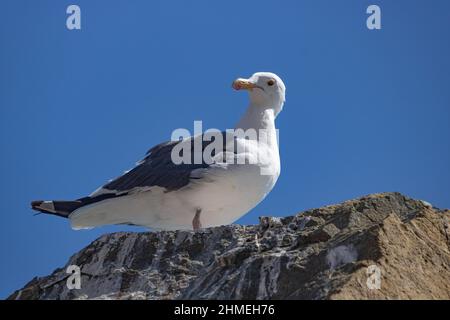 Seagull perched on a rock with blue sky in background Stock Photo
