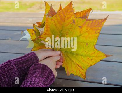 Female hands with a bouquet of autumn maple leaves Stock Photo