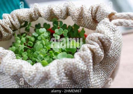 Sprouted arugula in a plastic pot for salad in the kitchen. Winter's end Stock Photo