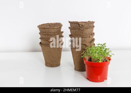 Growing flower seedlings in peat tablets and plastic containers, on a white wooden background. Sprouted arugula in a plastic pot for salad in the kitc Stock Photo