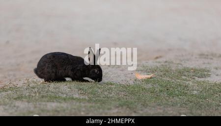 Cute little rex black bunny rabbit outdoor. Black adorable baby rabbit. selective focus, nobody, copyspace for text Stock Photo