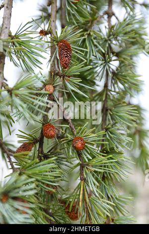 Green pine tree branches with cones on winter day Stock Photo