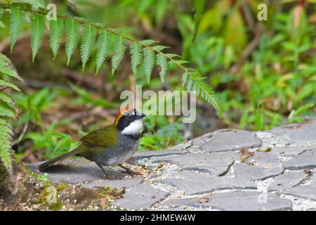 A Chestnut-capped Brush Finch, Arremon brunneinucha, relaxing on ground Stock Photo
