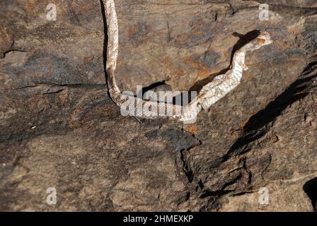 Snake skin change in winter on dark slate stone Stock Photo