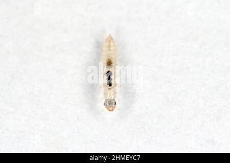 The larva of a beetle in the Staphylinidae family - rove beetles. They are small predators. Stock Photo