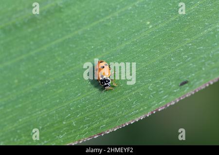 Hippodamia variegata, the Adonis ladybird, also known as the variegated ladybug and spotted amber ladybeetle, is a species of ladybeetle. Stock Photo