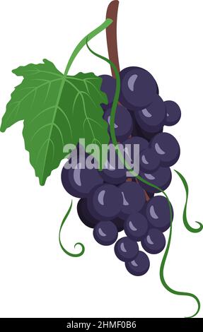 Set of dark grapes on branches with berries and leaves. Sweet healthy food, wholesome delicious dessert. Vector flat illustration Stock Vector