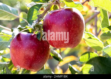 Two fresh natural organic ripe Red Heirloom Delicious organic apples on branches in an apple tree, healthy vegetarian snack, diet friendly, sweet Stock Photo