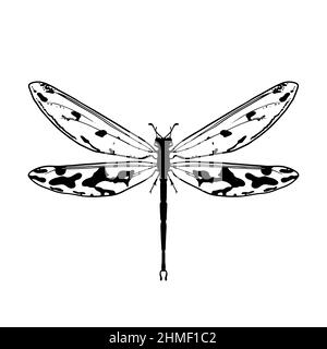 Contour drawing of a dragonfly on a white background. Doodle style. A design element. Stock Vector