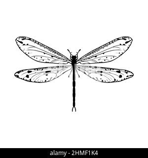 Contour drawing of a dragonfly on a white background. Doodle style. A design element. Stock Vector