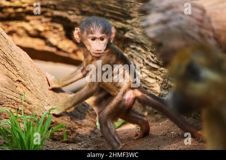 Guinea baboon (Papio papio), youngster, captive, Germany Stock Photo