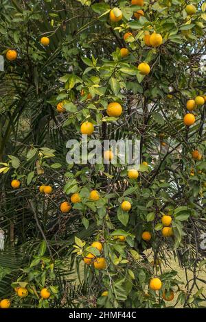 Oranges growing on tree Stock Photo