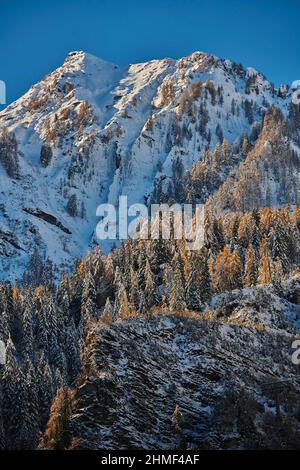 Snowy Mountains With Colored European Larch (larix Decidua) Trees 