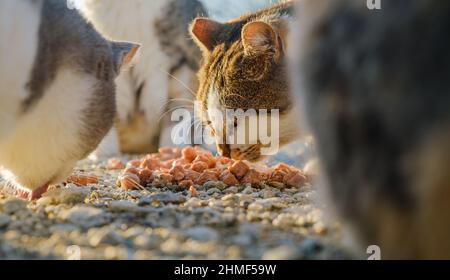 Street cats eating food. Stock Photo