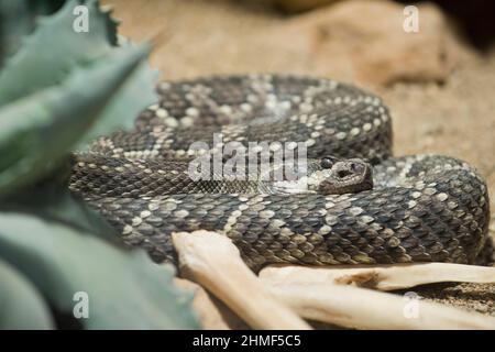 Southern Pacific Rattlesnake (Crotalus oreganus helleri), Rhineland-Palatinate, Germany Stock Photo