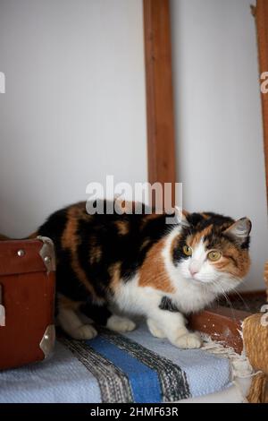 A curious cat is walking towards the camera. A cat walks on the floor in a room at home. Portrait of a three-color fluffy cat. Cute tricolor cat with Stock Photo