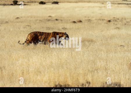 Bengal tiger (Panthera tigris tigris) walks through tall grass, Tiger Canyon Farm, Philippolis, South Africa Stock Photo
