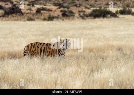 Bengal tiger (Panthera tigris tigris) walks through tall grass, Tiger Canyon Farm, Philippolis, South Africa Stock Photo