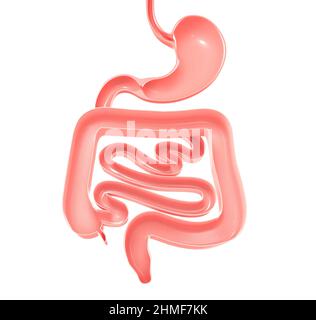 Anatomical 3d illustration of the digestive system. Stomach, large and small intestine. Showing the open interior. Stock Photo