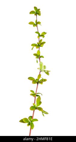 Korean barberry (Berberis koreana), cropped, white background Stock Photo