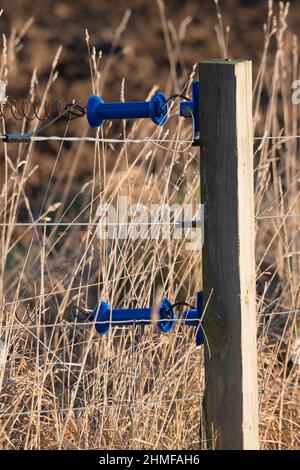 Two Blue Insulating Handles on a Sprung Gate Connected to an Electric Fence at the Edge of a Farmer's Field Stock Photo