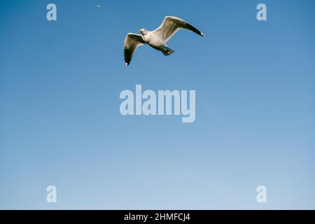 Flying high in the sky Stock Photo