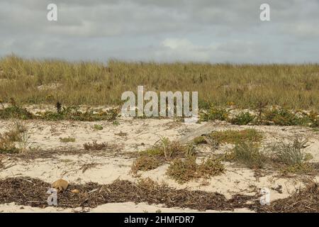 dry yellowed sand dune grasses blowing in the wind with a storm cloud backdrop Stock Photo