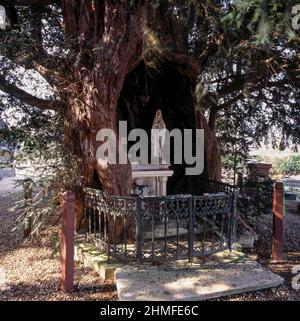 La Haye de Routot (Foret de Brotonne), Tausendjährige Eibe mit Kapelle Stock Photo