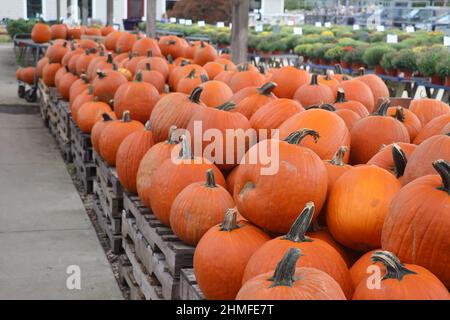 Deep orange pumpkins with stems on pallets  with mums in the background at a farmstand Stock Photo