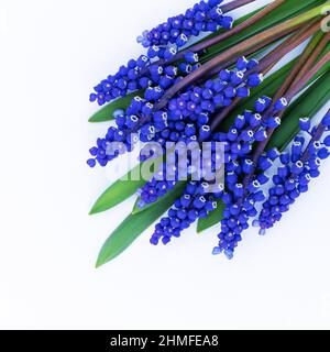 Cute delicate bouquet of blue spring flowers with copy space for design. Flower composition. Stock Photo