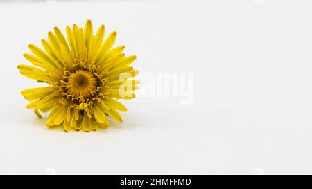 yellow dandelion isolated on clear background Stock Photo