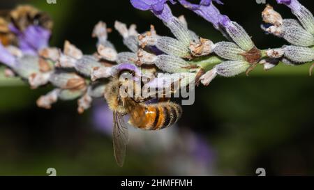 honeybee on violet flower, pollen Stock Photo